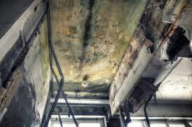 Best Mold Documentation for Insurance Claims in USA